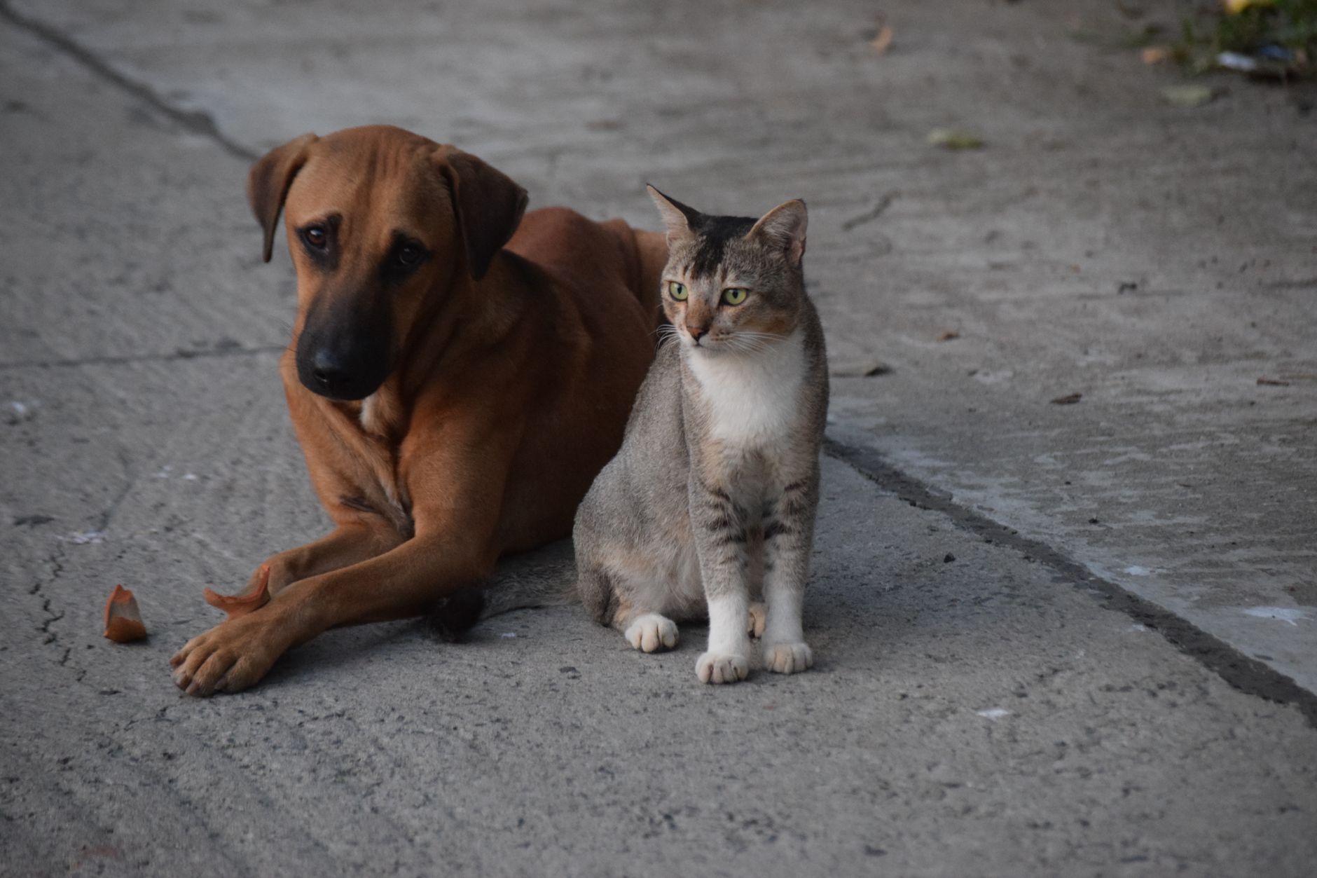 Companions resting