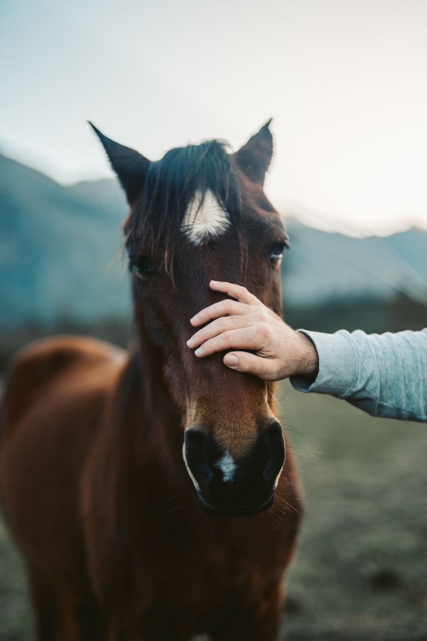 Healing energy for animals
