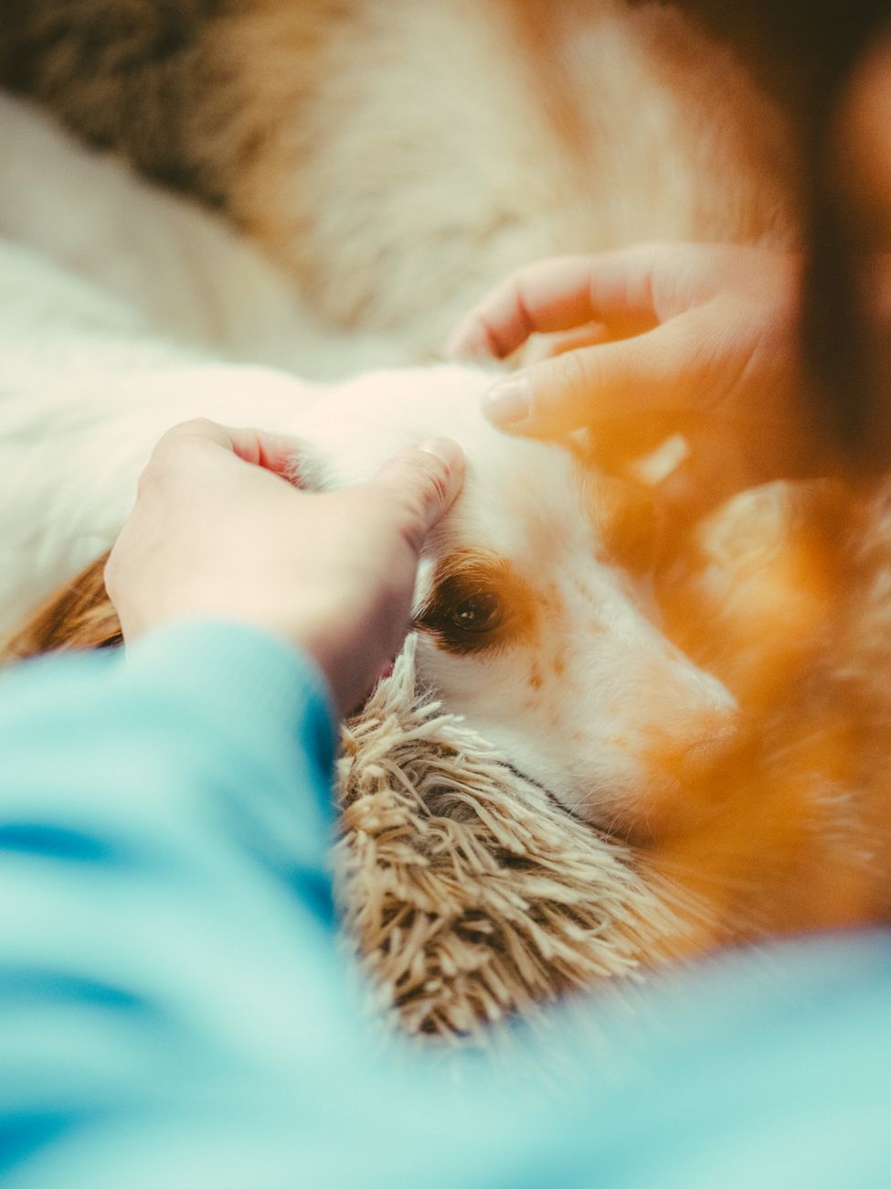 Animal Reiki